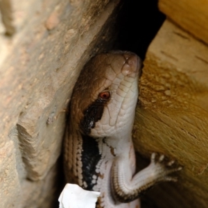 Tiliqua scincoides scincoides at Florey, ACT - 21 Oct 2019 01:36 PM