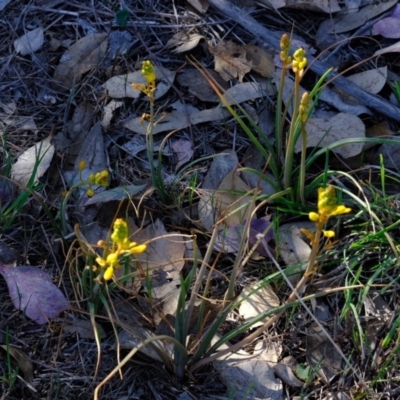 Bulbine bulbosa (Golden Lily) at Dunlop, ACT - 22 Oct 2019 by Kurt