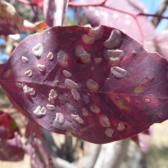 Eucalyptus blakelyi at Woodstock Nature Reserve - 22 Oct 2019 01:40 PM