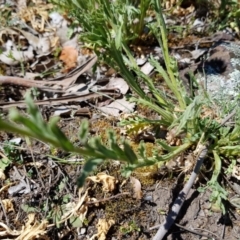 Brachyscome diversifolia var. diversifolia at Hackett, ACT - 20 Oct 2019 12:37 PM