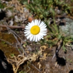 Brachyscome diversifolia var. diversifolia at Hackett, ACT - 20 Oct 2019