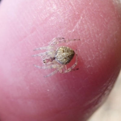 Araneidae (family) (Orb weaver) at Woodstock Nature Reserve - 22 Oct 2019 by Christine