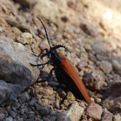 Porrostoma sp. (genus) (Lycid, Net-winged beetle) at Woodstock Nature Reserve - 22 Oct 2019 by Christine