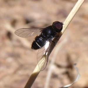 Bombyliidae (family) at Dunlop, ACT - 22 Oct 2019