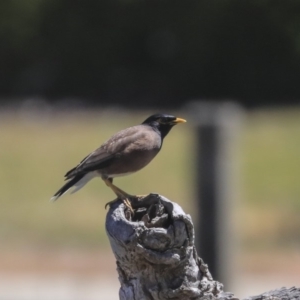 Acridotheres tristis at McKellar, ACT - 22 Oct 2019