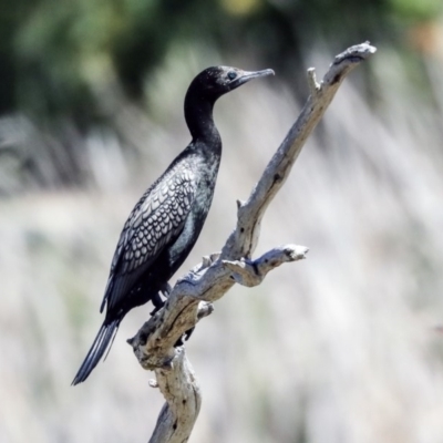 Phalacrocorax sulcirostris (Little Black Cormorant) at McKellar, ACT - 22 Oct 2019 by Alison Milton