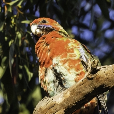 Platycercus elegans x eximius (hybrid) (Crimson x Eastern Rosella (hybrid)) at GG229 - 12 Oct 2019 by BIrdsinCanberra