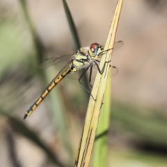 Hemicordulia tau (Tau Emerald) at Bruce, ACT - 21 Oct 2019 by AlisonMilton