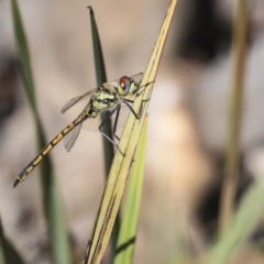 Hemicordulia tau at Bruce, ACT - 22 Oct 2019 08:37 AM