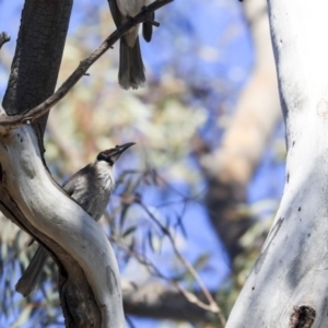 Philemon corniculatus at Bruce, ACT - 22 Oct 2019