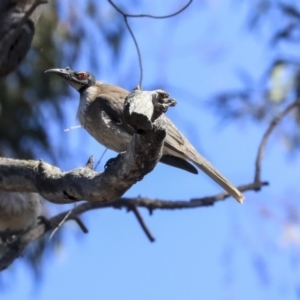 Philemon corniculatus at Bruce, ACT - 22 Oct 2019