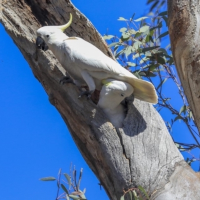 Cacatua galerita (Sulphur-crested Cockatoo) at Bruce, ACT - 21 Oct 2019 by AlisonMilton