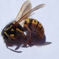 Vespula germanica (European Wasp, German Yellowjacket Wasp) at Spence, ACT - 22 Oct 2019 by Laserchemisty