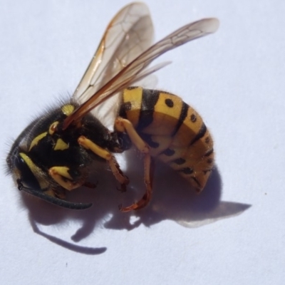 Vespula germanica (European wasp) at Spence, ACT - 21 Oct 2019 by Laserchemisty