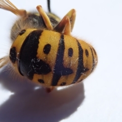 Vespula germanica at Spence, ACT - 22 Oct 2019