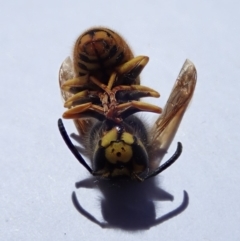 Vespula germanica at Spence, ACT - 22 Oct 2019 09:58 AM