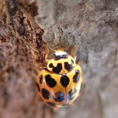 Harmonia conformis (Common Spotted Ladybird) at Spence, ACT - 21 Oct 2019 by Laserchemisty