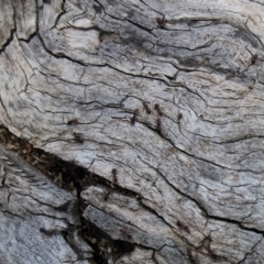 Papyrius nitidus (Shining Coconut Ant) at Hughes, ACT - 21 Oct 2019 by kieranh