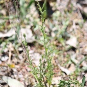 Vittadinia cuneata var. cuneata at Hughes, ACT - 22 Oct 2019 11:23 AM