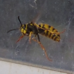 Vespula germanica (European Wasp, German Yellowjacket Wasp) at Flynn, ACT - 22 Oct 2019 by Christine