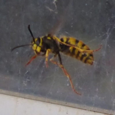 Vespula germanica (European wasp) at Flynn, ACT - 22 Oct 2019 by Christine