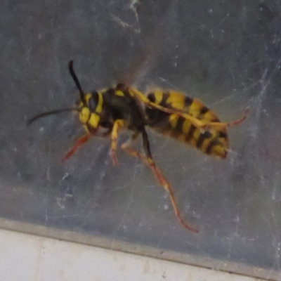 Vespula germanica (European Wasp, German Yellowjacket Wasp) at Flynn, ACT - 22 Oct 2019 by Christine