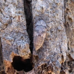 Stenocotis sp. (genus) (A Leafhopper) at Woodstock Nature Reserve - 22 Oct 2019 by Christine