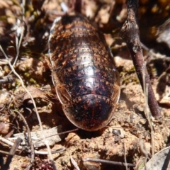 Calolampra sp. (genus) (Bark cockroach) at Dunlop, ACT - 22 Oct 2019 by Christine