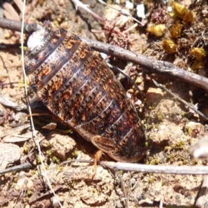 Calolampra sp. (genus) at Dunlop, ACT - 22 Oct 2019 11:58 AM