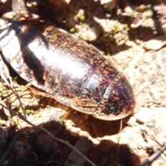 Calolampra sp. (genus) at Dunlop, ACT - 22 Oct 2019 11:58 AM