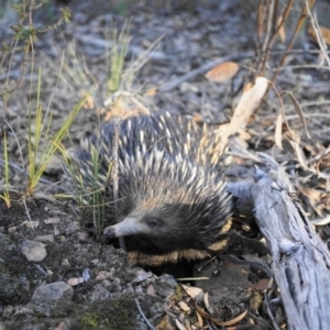 Tachyglossus aculeatus at Acton, ACT - 22 Oct 2019 04:22 PM