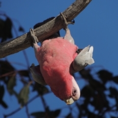 Eolophus roseicapilla (Galah) at Lanyon - northern section - 14 Oct 2019 by michaelb