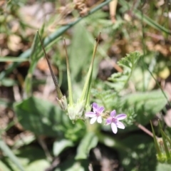 Erodium sp. (A Storksbill) at Hughes, ACT - 21 Oct 2019 by kieranh