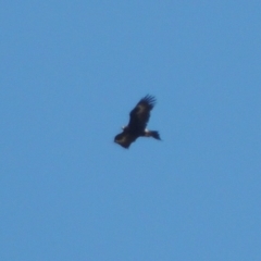 Aquila audax (Wedge-tailed Eagle) at Tuggeranong DC, ACT - 15 Oct 2019 by MichaelBedingfield