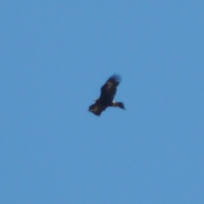 Aquila audax (Wedge-tailed Eagle) at Tuggeranong DC, ACT - 15 Oct 2019 by michaelb