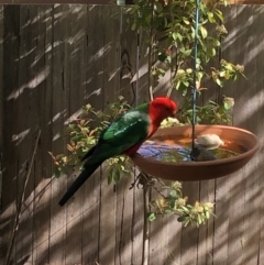 Alisterus scapularis (Australian King-Parrot) at Aranda, ACT - 23 Oct 2019 by Jubeyjubes