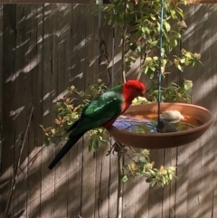 Alisterus scapularis (Australian King-Parrot) at Aranda, ACT - 22 Oct 2019 by Jubeyjubes