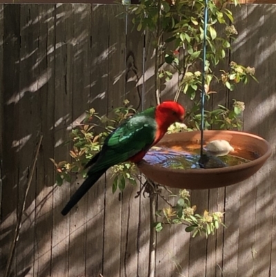 Alisterus scapularis (Australian King-Parrot) at Aranda, ACT - 22 Oct 2019 by Jubeyjubes