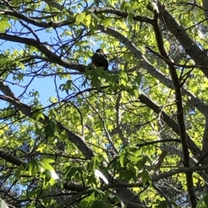 Alisterus scapularis at Aranda, ACT - 23 Oct 2019