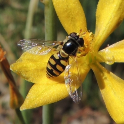 Simosyrphus grandicornis (Common hover fly) at Pollinator-friendly garden Conder - 21 Oct 2019 by michaelb