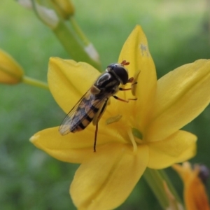 Simosyrphus grandicornis at Conder, ACT - 22 Oct 2019 12:00 AM