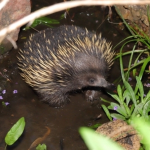 Tachyglossus aculeatus at Hackett, ACT - 22 Oct 2019