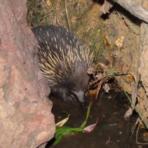 Tachyglossus aculeatus at Hackett, ACT - 22 Oct 2019