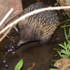 Tachyglossus aculeatus at Hackett, ACT - 22 Oct 2019