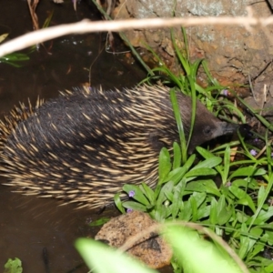 Tachyglossus aculeatus at Hackett, ACT - 22 Oct 2019