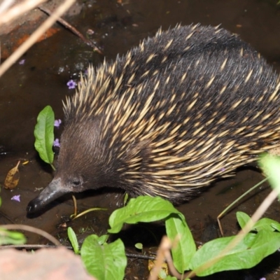 Tachyglossus aculeatus (Short-beaked Echidna) at Hackett, ACT - 22 Oct 2019 by TimL