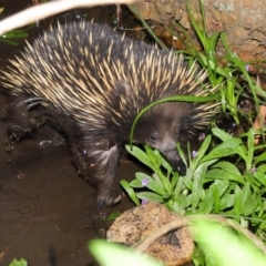 Tachyglossus aculeatus at Hackett, ACT - 22 Oct 2019