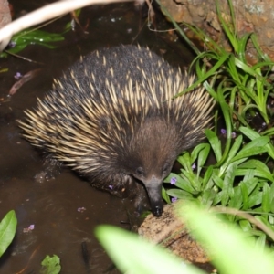 Tachyglossus aculeatus at Hackett, ACT - 22 Oct 2019 12:12 PM