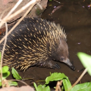 Tachyglossus aculeatus at Hackett, ACT - 22 Oct 2019 12:12 PM