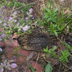 Tachyglossus aculeatus at Hackett, ACT - 22 Oct 2019 12:12 PM